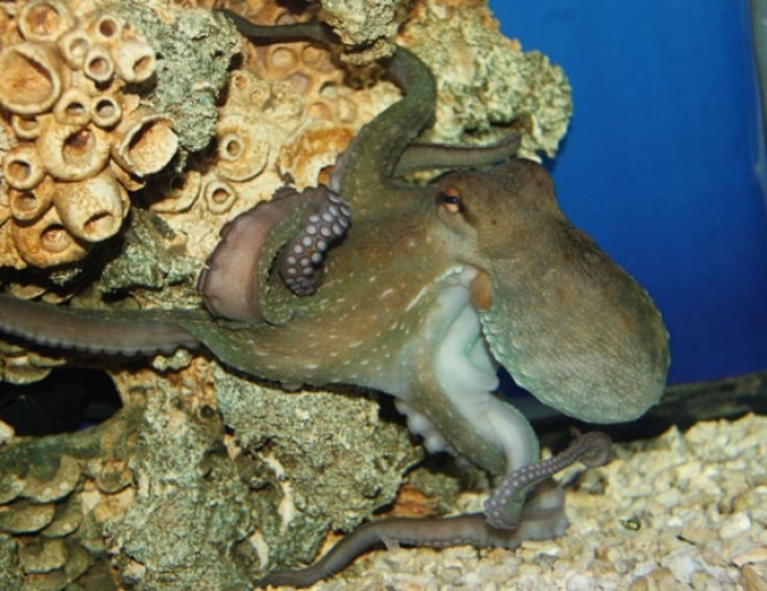 Развлечения на территории курорта - Отель «Русалма»